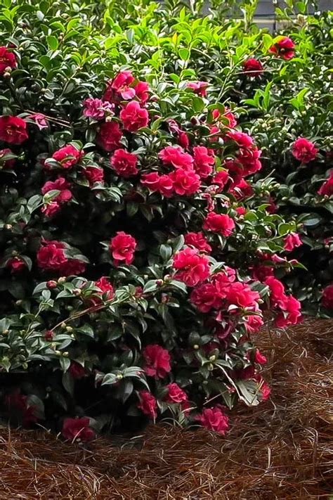 Adding a Touch of Enchantment: October Magic Bride Camellias in Wedding Decor